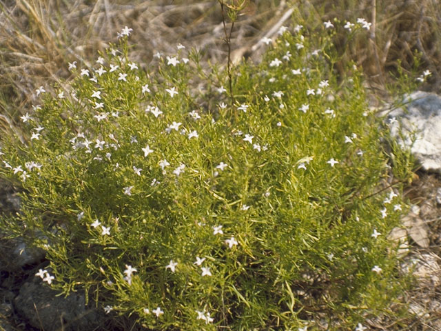 Stenaria nigricans var. nigricans (Diamondflowers) #8103