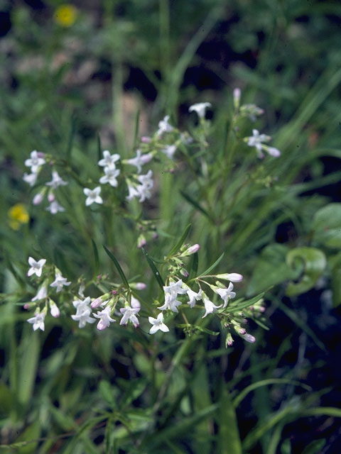 Stenaria nigricans var. nigricans (Diamondflowers) #8111