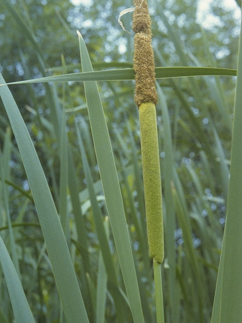 Typha latifolia (Broadleaf cattail) #8145