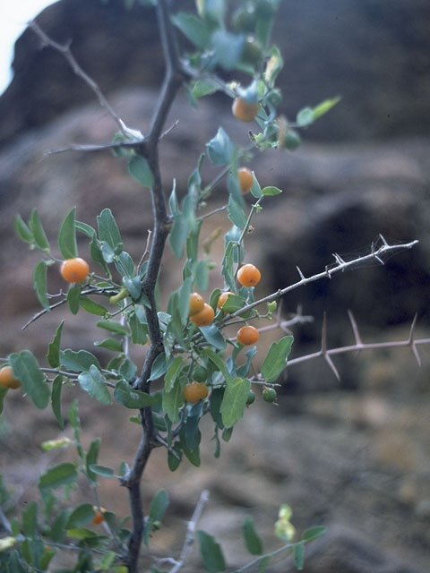Celtis ehrenbergiana (Desert hackberry) #8149
