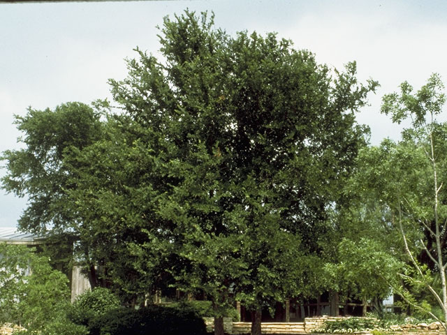 Ulmus crassifolia (Cedar elm) #8153