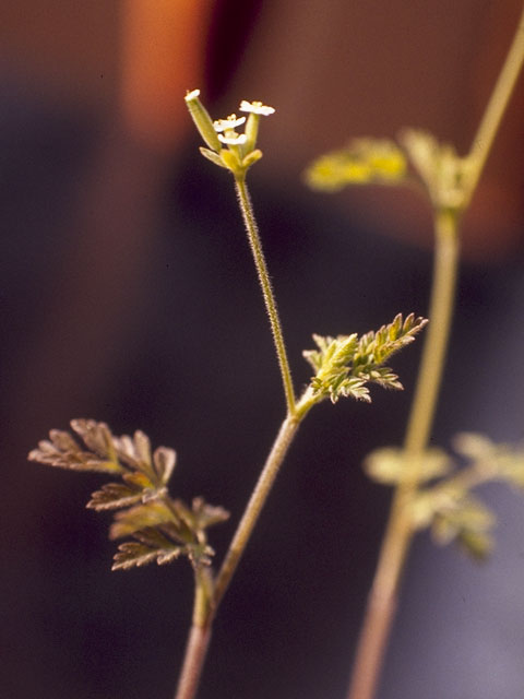 Chaerophyllum tainturieri var. tainturieri (Hairyfruit chervil) #8170