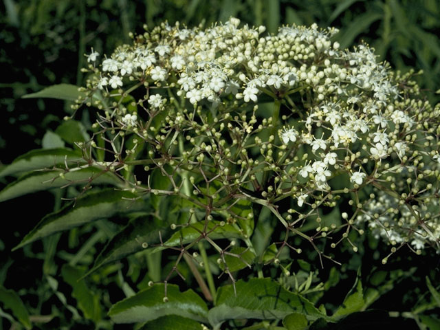 Sambucus nigra ssp. canadensis (Common elderberry) #8174