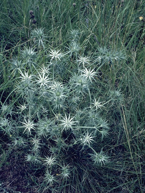 Eryngium heterophyllum (Mexican thistle) #8195