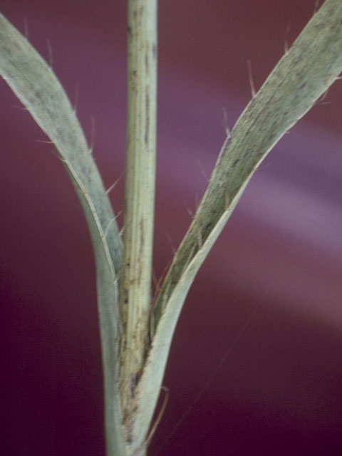 Eryngium yuccifolium (Rattlesnake master) #8203