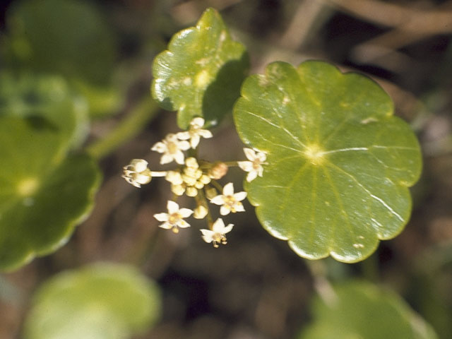 Hydrocotyle umbellata (Manyflower marsh-pennywort) #8213