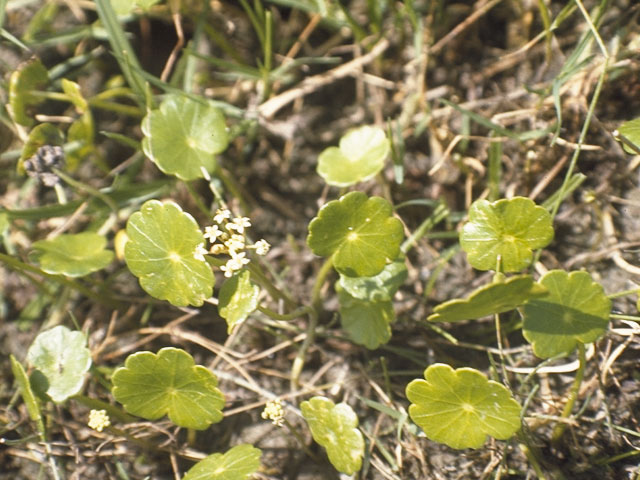 Hydrocotyle umbellata (Manyflower marsh-pennywort) #8214