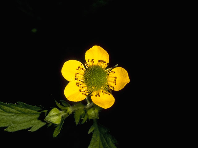 Geum aleppicum (Yellow avens) #8217