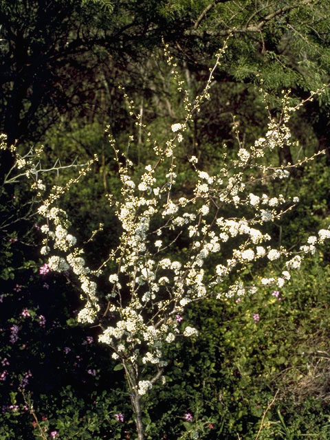 Prunus munsoniana (Munson plum) #8301