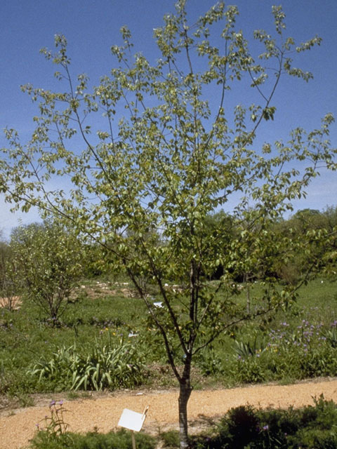 Prunus serotina var. eximia (Escarpment black cherry) #8308
