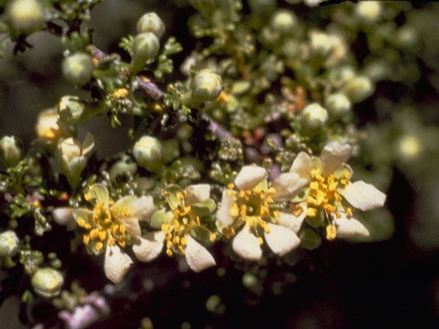 Purshia glandulosa (Desert bitterbrush) #8319