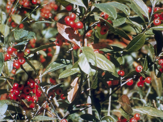 Aronia arbutifolia (Red chokeberry) #8324