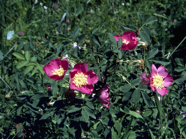 Rosa acicularis (Prickly rose) #8330