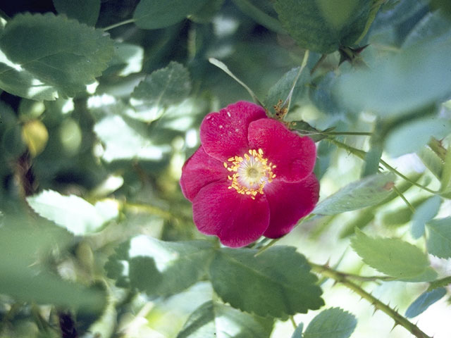 Rosa acicularis (Prickly rose) #8331