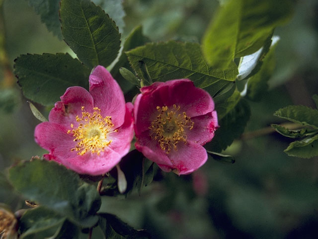 Rosa acicularis (Prickly rose) #8332