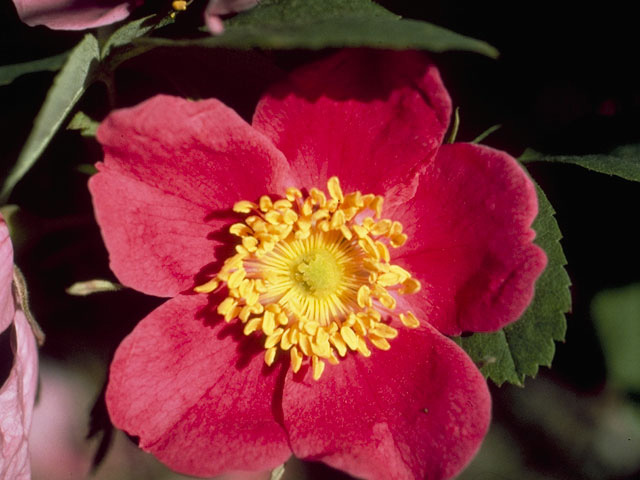 Rosa acicularis (Prickly rose) #8333