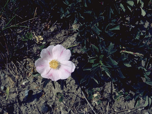 Rosa arkansana (Prairie rose) #8335