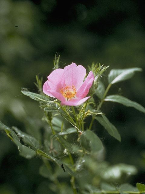 Rosa carolina (Carolina rose) #8339