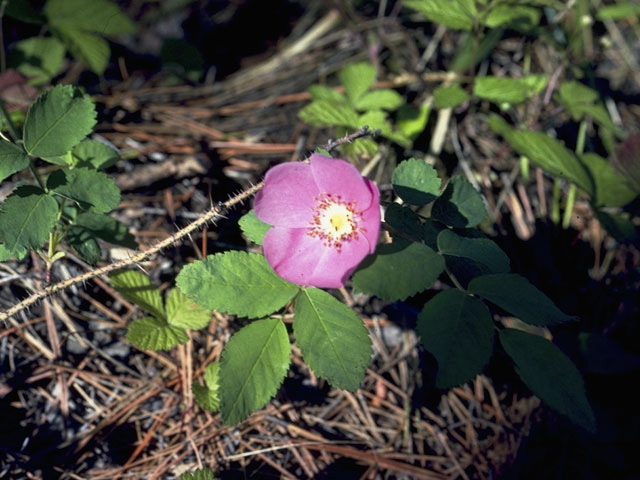 Rosa palustris (Swamp rose) #8346