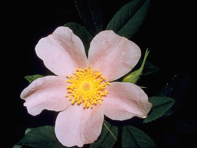 Rosa palustris (Swamp rose) #8347