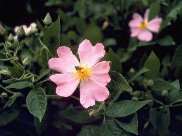 Rosa setigera (Climbing prairie rose) #8352