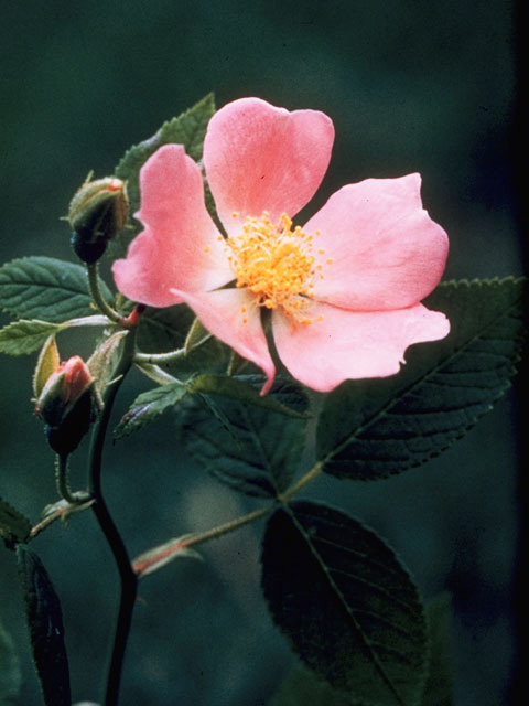 Rosa virginiana (Virginia rose) #8357