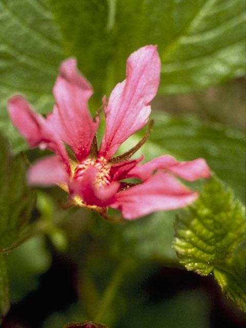 Rubus arcticus ssp. acaulis (Dwarf raspberry) #8362