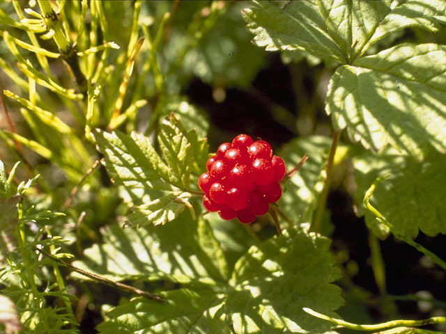Rubus arcticus ssp. acaulis (Dwarf raspberry) #8363