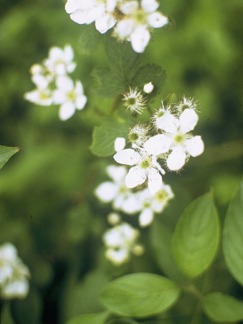 Rubus argutus (Sawtooth blackberry) #8366