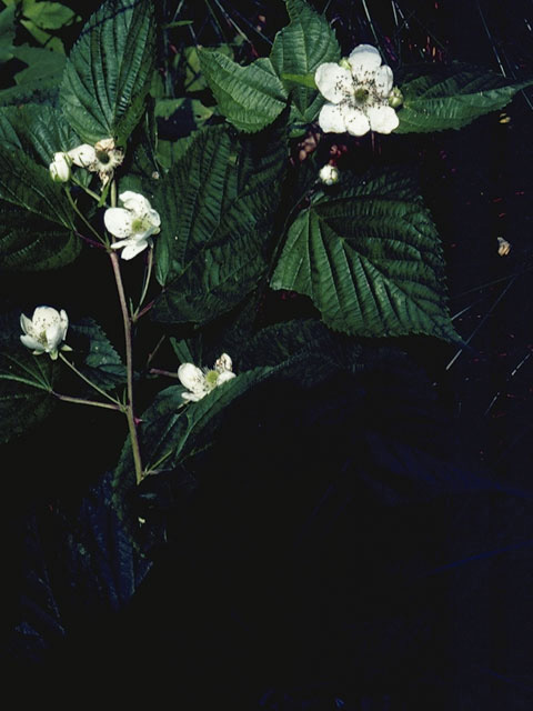 Rubus canadensis (Smooth blackberry) #8367