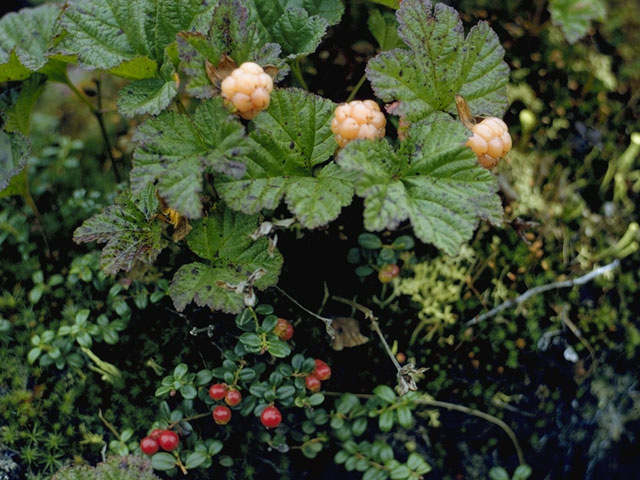 Rubus chamaemorus (Cloudberry) #8368