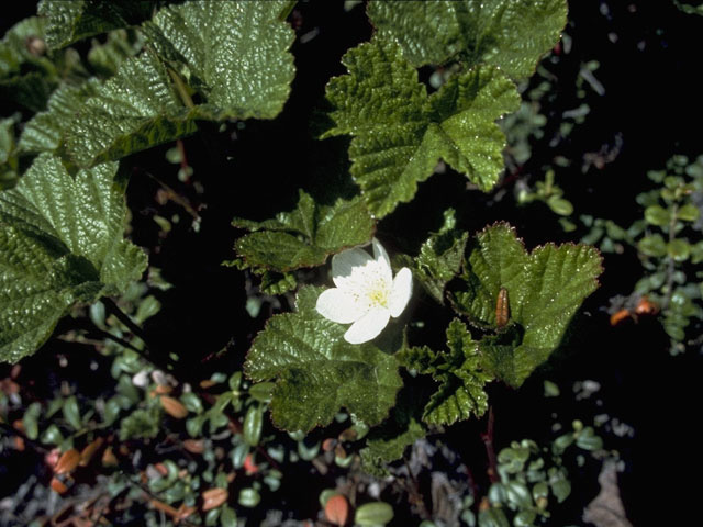 Rubus chamaemorus (Cloudberry) #8369