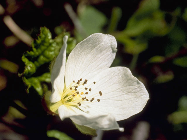 Rubus chamaemorus (Cloudberry) #8370