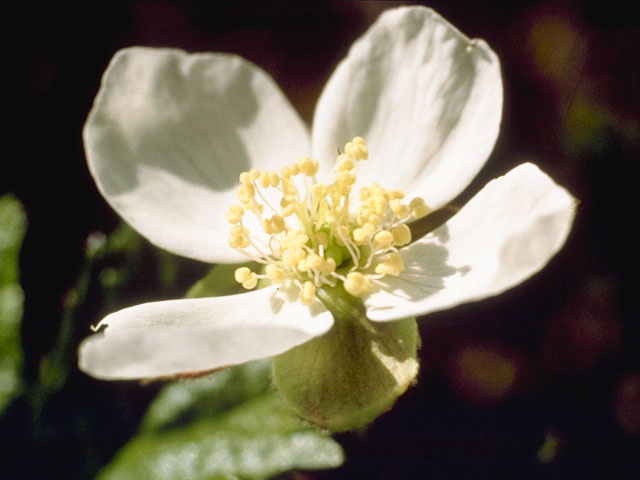 Rubus chamaemorus (Cloudberry) #8372