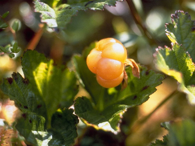 Rubus chamaemorus (Cloudberry) #8373