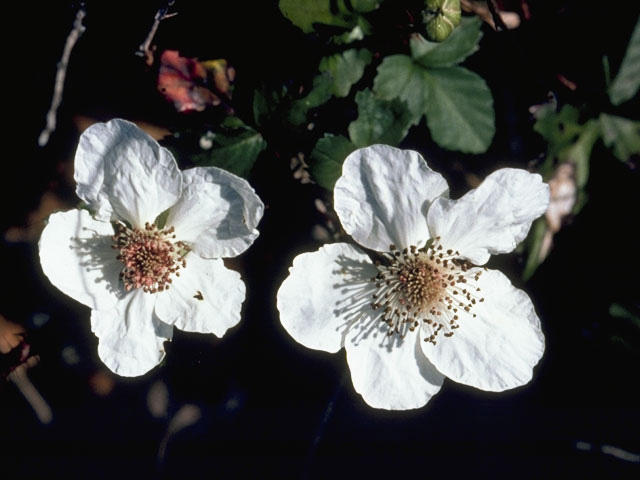 Rubus cuneifolius (Sand blackberry) #8374