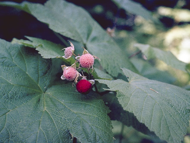 Rubus deliciosus (Delicious raspberry) #8375