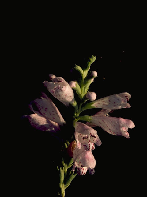 Physostegia angustifolia (Narrowleaf false dragonhead) #8403