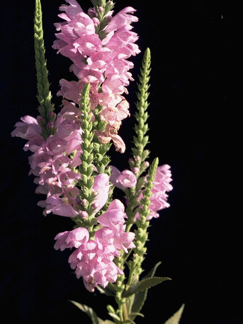 Physostegia intermedia (Spring obedient plant) #8412