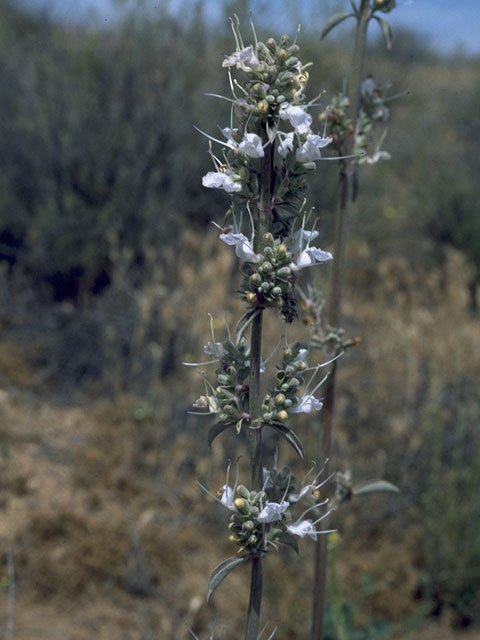 Salvia apiana (White sage) #8437