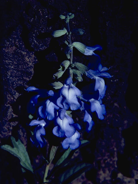 Salvia azurea (Pitcher sage) #8439