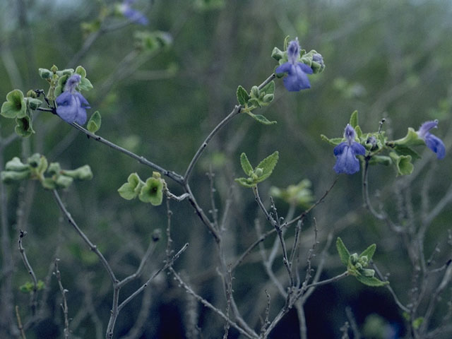Salvia ballotiflora (Shrubby blue sage) #8443