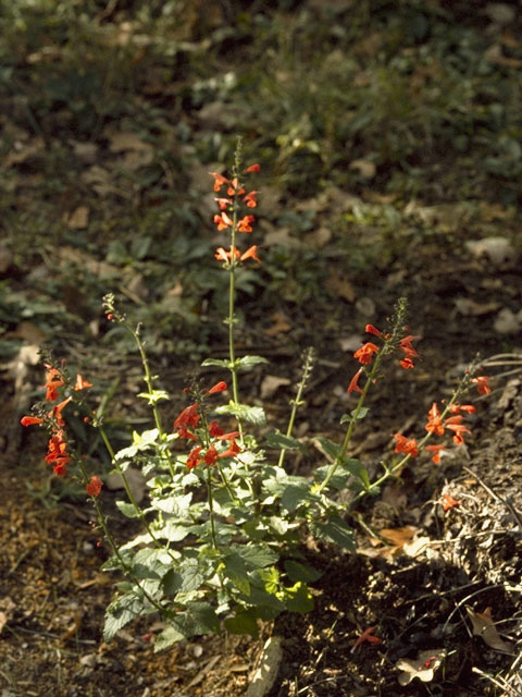 Salvia coccinea (Scarlet sage) #8453