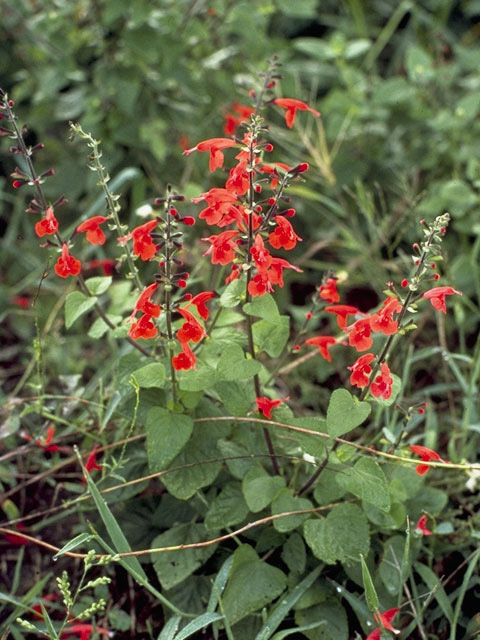 Salvia coccinea (Scarlet sage) #8454