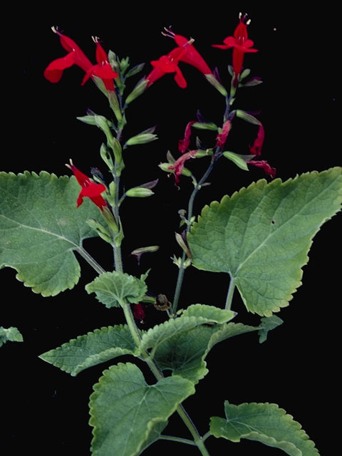 Salvia coccinea (Scarlet sage) #8455