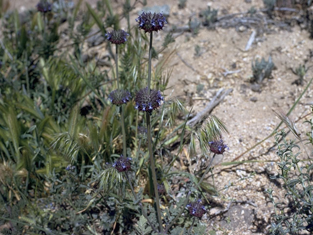 Salvia columbariae (California sage) #8456