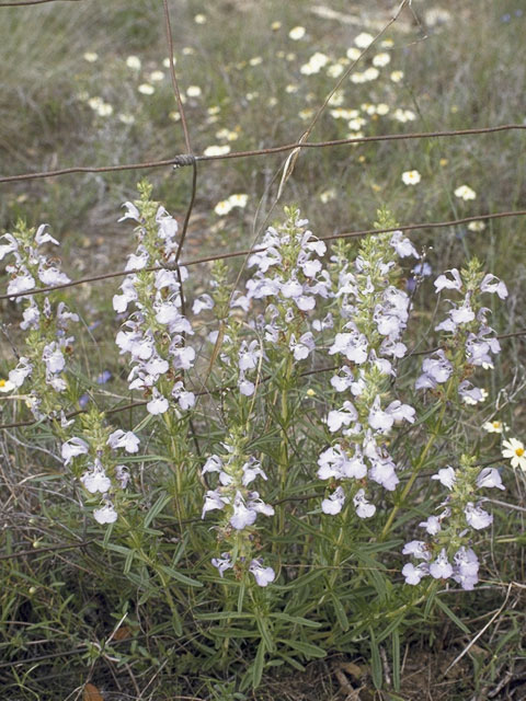 Salvia engelmannii (Engelmann's sage) #8459