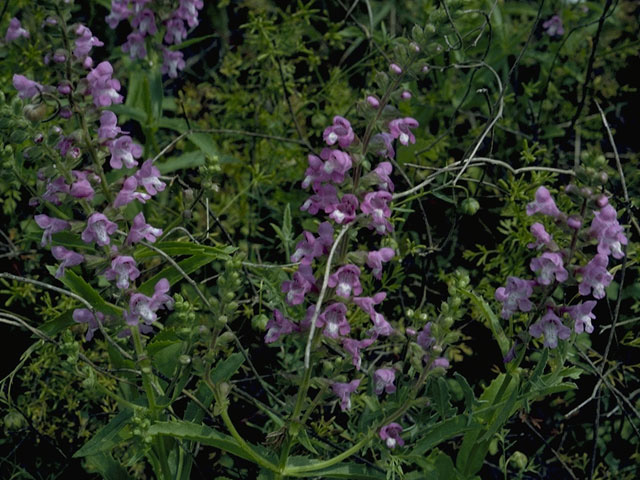 Warnockia scutellarioides (Prairie brazosmint) #8477