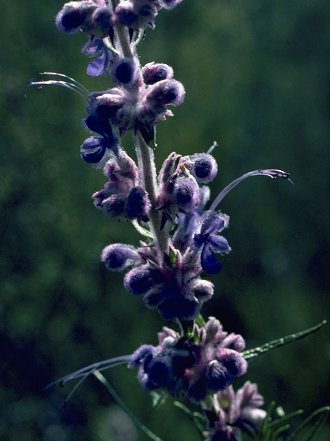 Trichostema lanatum (Woolly bluecurls) #8497