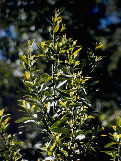 Umbellularia californica (California laurel) #8504